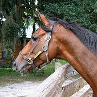 OTTB Artrageous is safe!