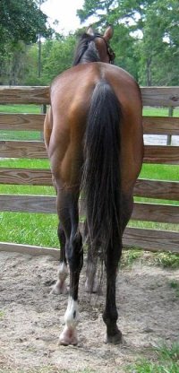 OTTB Artrageous - will stand at stud at Fox Haven Farm in Jennings, FL