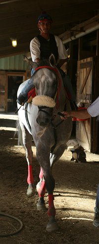 Big gray Thoroughbred gelding.