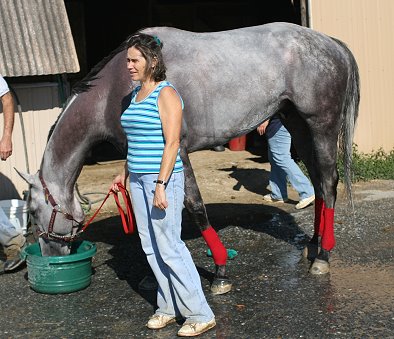 Big grey Thoroughbred gelding for sale.