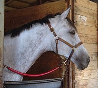 This gray horse has a kind eye.