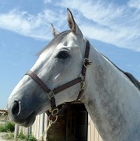 17 hand dappled grey horse for sale - Be Charmed