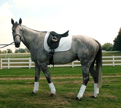 B C Charmer is a gray OTTB who has found a special mom.