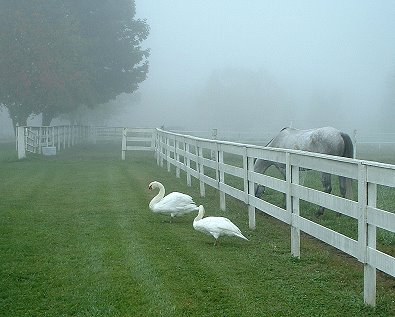 B C Charmer and his swan friends enjoy some green grass.
