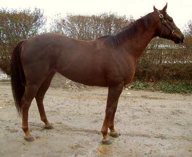 Brother Darcy's Prospect Horse for Sale photo