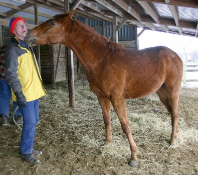 My Boy Vic is the registered name of the prospect horse formally known as "Chap".