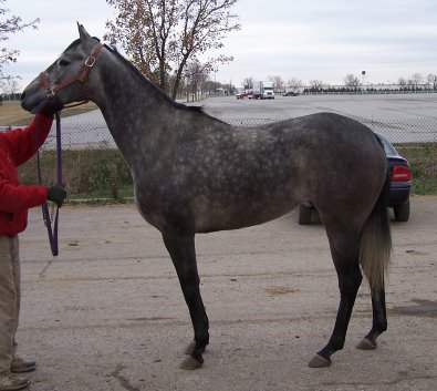 "Cherish" is our newest Prospect Horse for Sale.