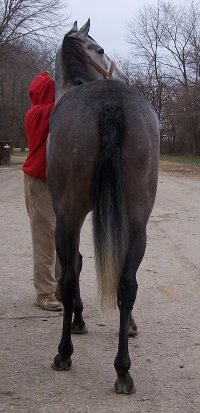 Call for more information on this grey horse for sale.