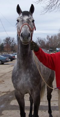 Cherish is a four year old filly that is sound for any new career. November 27, 2005