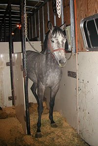 Cherish the Groom remained on the trailer to continue to Florida.