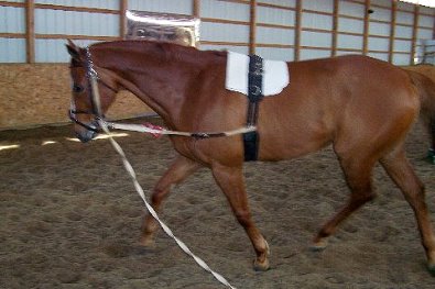 D G Dusty working on the lunge.