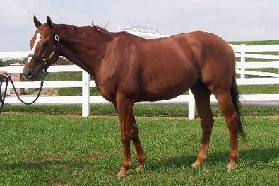 D G Dusty may be available for sale.