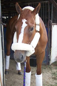 DG Dusty - August 2007 