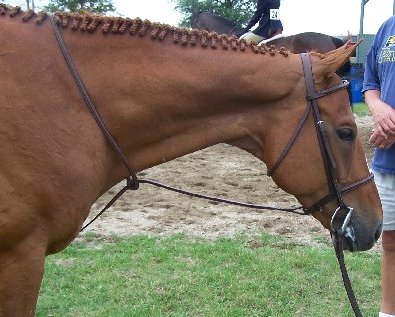 DG won a baby green class over fences and then got three thirds in another baby green and two schooling hunter o/f classes.