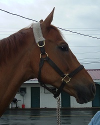 Click here to see his Prospect Horse for Sale photos. 