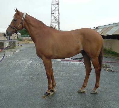 D G Dusty was a former Prospect Horse for Sale in June 2006