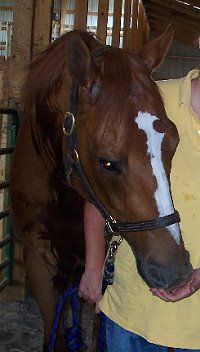 DG Dusty is now at home with Julie Ann Elmore