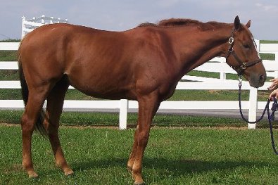 D G Dusty may be available for sale.