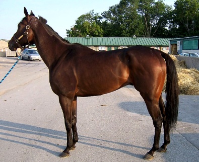 OTTB for sale - Finders Chance