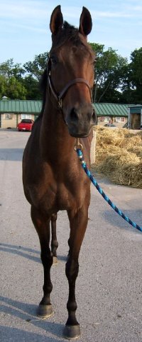 Finder's Chance is a beautiful dark bay gelding for sale directly from the race track. 