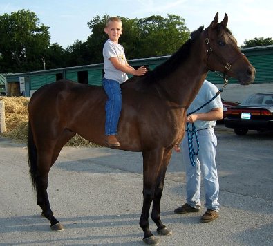 Thoroughbred race horse can be ridden by a child - Finders Chance