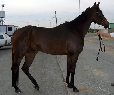 OTTB for sale - Finders Chance