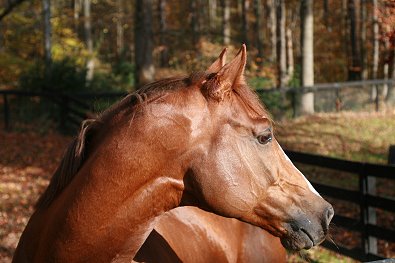 Fizzicus is boarding at Bits & Bytes Farm in Canton, GA.