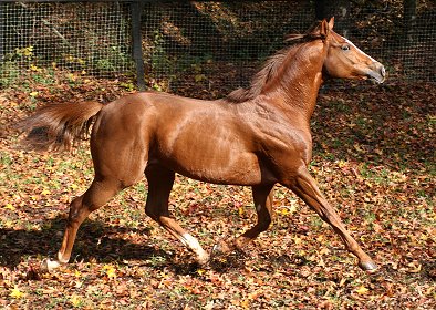 Fizzicus is boarding at Bits & Bytes Farm in Canton, GA.