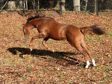 OTTB Fizzicus enjoyed his first turn out at Bits & Bytes Farm. November 10, 2006 