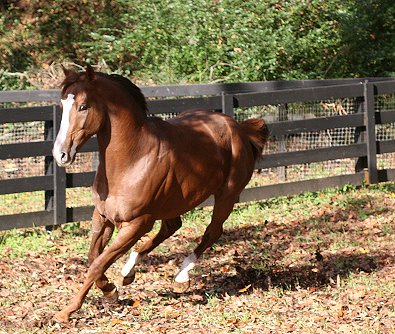 OTTB Fizzicus is boarding at Bits & Bytes Farm in Canton, GA.