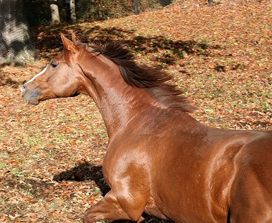 Fizzicus is boarding at Bits & Bytes Farm in Canton, GA.