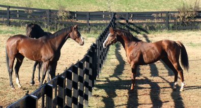 Fizzicus makes new friends with Political Pull and Finder's Chance.