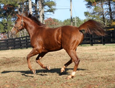 Fizzicus' coat matches the beautiful fall colors.
