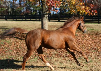 Fizzicus' coat matches the beautiful fall colors.