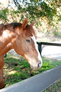 Fizzicus is an OTTB.
