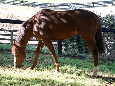 Fizzicus enjoys some green grass.
