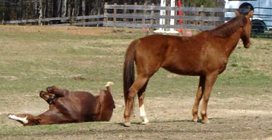 Fizzicus is enjoying his new home. March 3, 2007