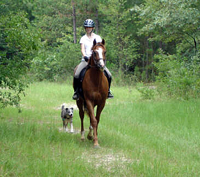 OTTB - Fizzicus and Amanda Curtis have moved to Aiken, SC. July 2007