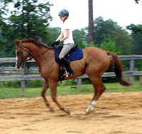 OTTB - Fizzicus and Amanda Curtis have moved to Aiken, SC. July 2007