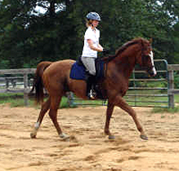 OTTB - Fizzicus and Amanda Curtis have moved to Aiken, SC. July 2007