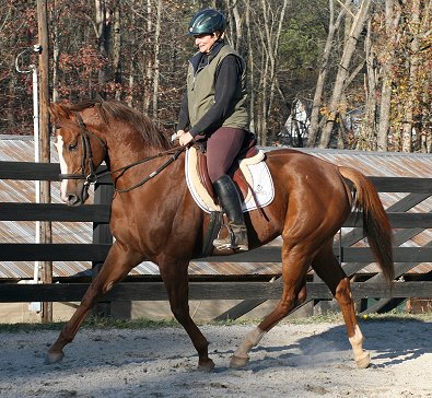 Fizzicusis a lovely mover and very comfortable to ride. November 18, 2006