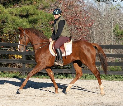 Fizzicus was a Prospect Horse for Sale that is now a boarder in training at Bits & Bytes Farm.