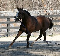 OTTB - Fizzicus learns to lunge with Elizabeth - November 25, 2006 