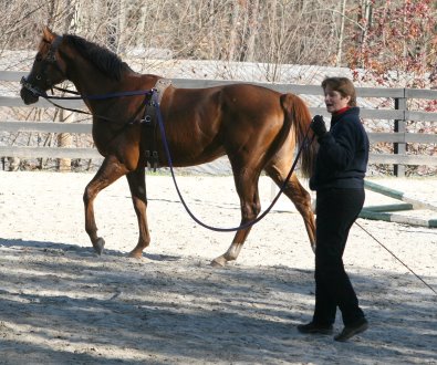 Training OTTB's - The lunge line in now run through the surcingle to act like a rein.