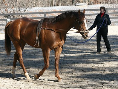 OTTB Fizzicus learns about side reins but without a bit for the first time.- November 25, 2006 
