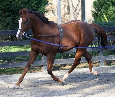 Fizzicus learns about side reins with a bit. - December 7, 2006