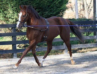 Fizzicus learns about side reins with a bit. - December 7, 2006