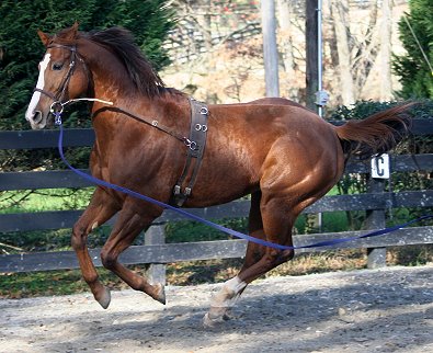 Fizzicus learns about side reins with a bit. - December 7, 2006