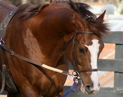 Fizzicus learns about side reins with a bit. - December 7, 2006