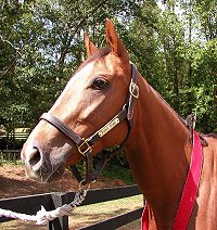 Foxy Dixie was a Bits & Bytes Farm Prospect Horse. September 2005